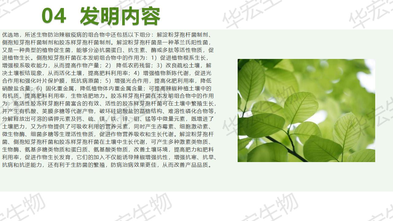 一種生物防治辣椒疫病的組合物及制備方法和應用_16.jpg