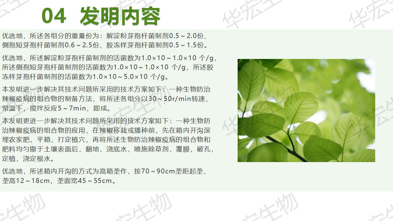 一種生物防治辣椒疫病的組合物及制備方法和應用_17.jpg