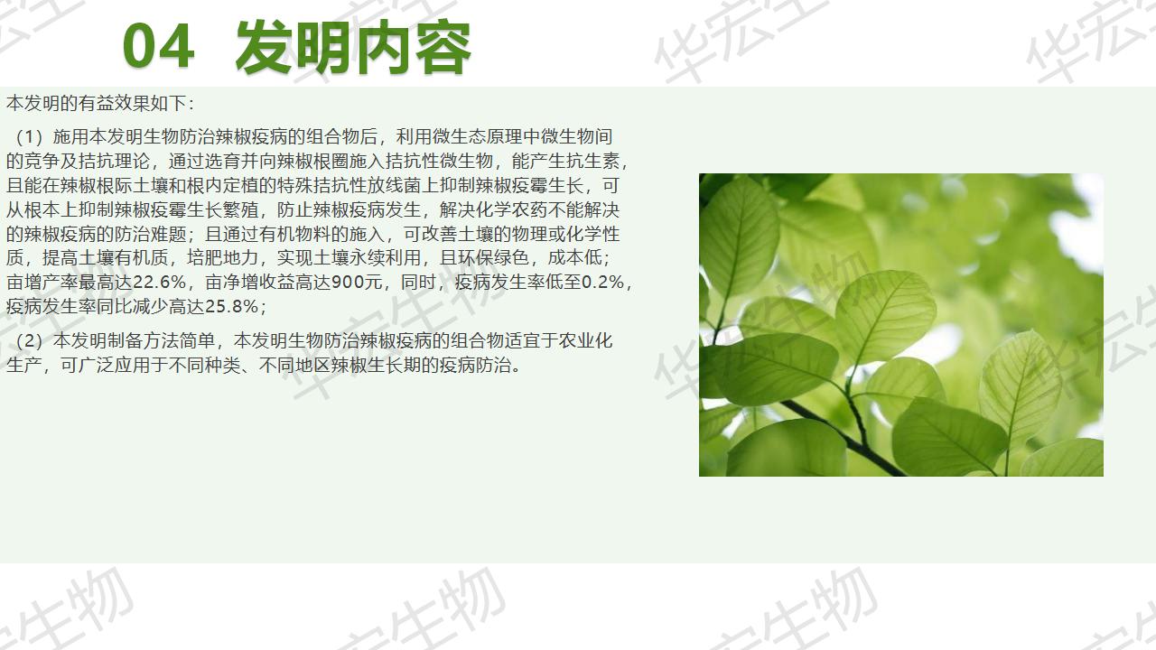 一種生物防治辣椒疫病的組合物及制備方法和應用_19.jpg